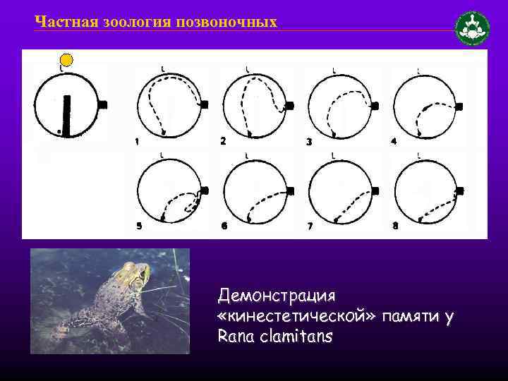 Частная зоология позвоночных Демонстрация «кинестетической» памяти у Rana clamitans 