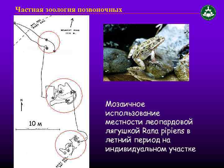 Частная зоология позвоночных 10 м Мозаичное использование местности леопардовой лягушкой Rana pipiens в летний