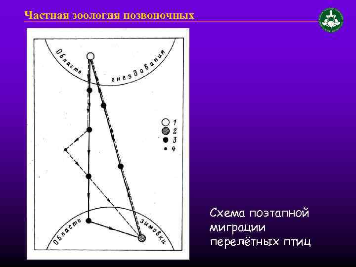 Частная зоология позвоночных Схема поэтапной миграции перелётных птиц 