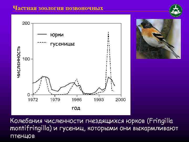 Частная зоология позвоночных численность юрки гусеницы год Колебания численности гнездящихся юрков (Fringilla montifringilla) и