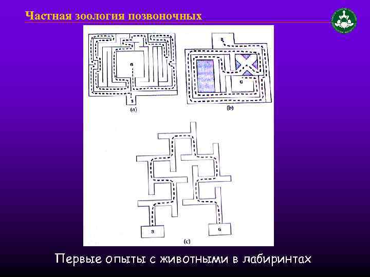 Частная зоология позвоночных Первые опыты с животными в лабиринтах 