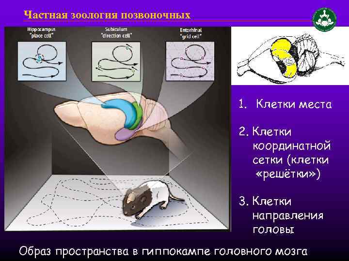 Частная зоология позвоночных 1. Клетки места 2. Клетки координатной сетки (клетки «решётки» ) 3.