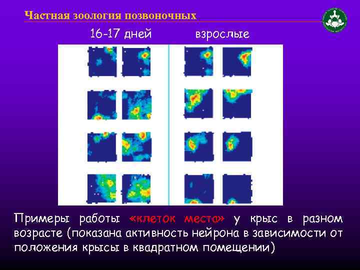 Частная зоология позвоночных 16 -17 дней взрослые Примеры работы «клеток места» у крыс в