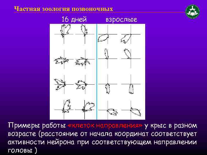 Частная зоология позвоночных 16 дней взрослые Примеры работы «клеток направления» у крыс в разном