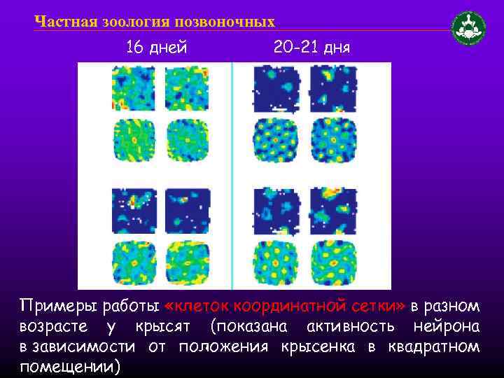 Частная зоология позвоночных 16 дней 20 -21 дня Примеры работы «клеток координатной сетки» в