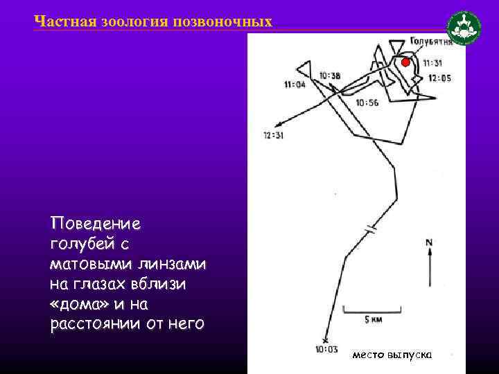 Частная зоология позвоночных Поведение голубей с матовыми линзами на глазах вблизи «дома» и на