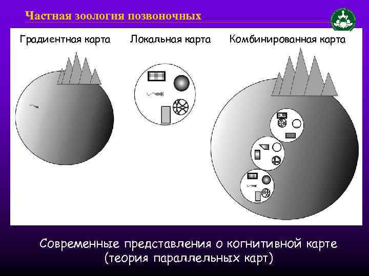 Частная зоология позвоночных Градиентная карта Локальная карта Комбинированная карта Современные представления о когнитивной карте