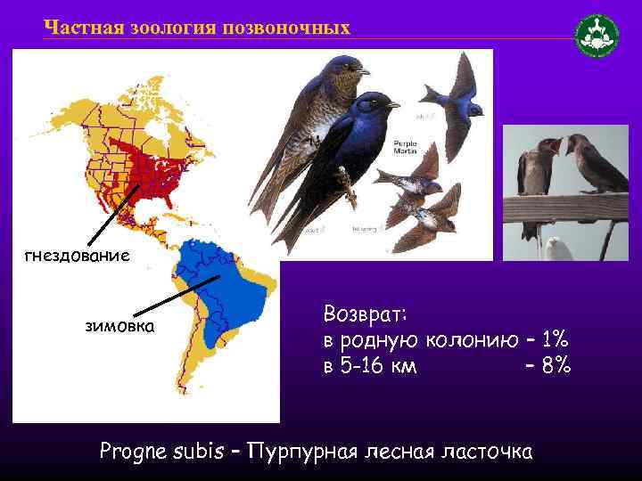 Частная зоология позвоночных гнездование зимовка Возврат: в родную колонию – 1% в 5 -16