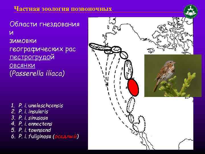 Частная зоология позвоночных Области гнездования и зимовки географических рас пестрогрудой овсянки (Passerella iliaca) 1.