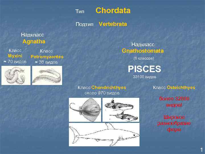 Тип Подтип Chordata Vertebrata Надкласс Agnatha Класс Myxini Petromyzontes ≈ 70 видов ≈ 38