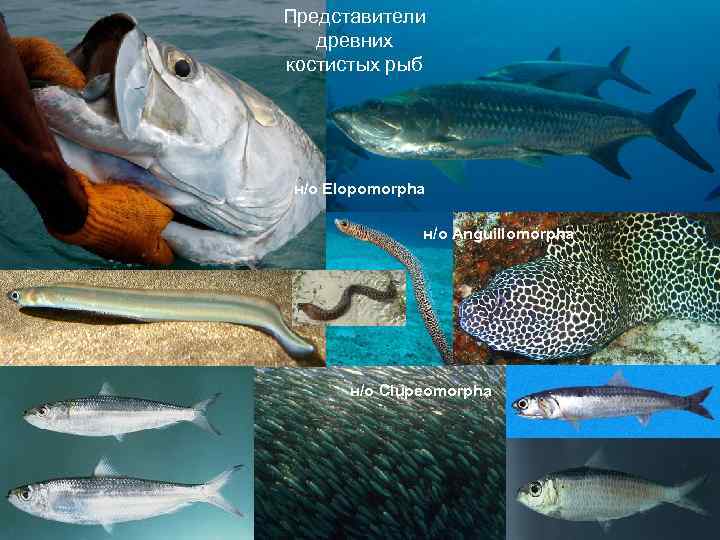 Представители древних костистых рыб н/о Elopomorpha н/о Anguillomorpha н/о Clupeomorpha 