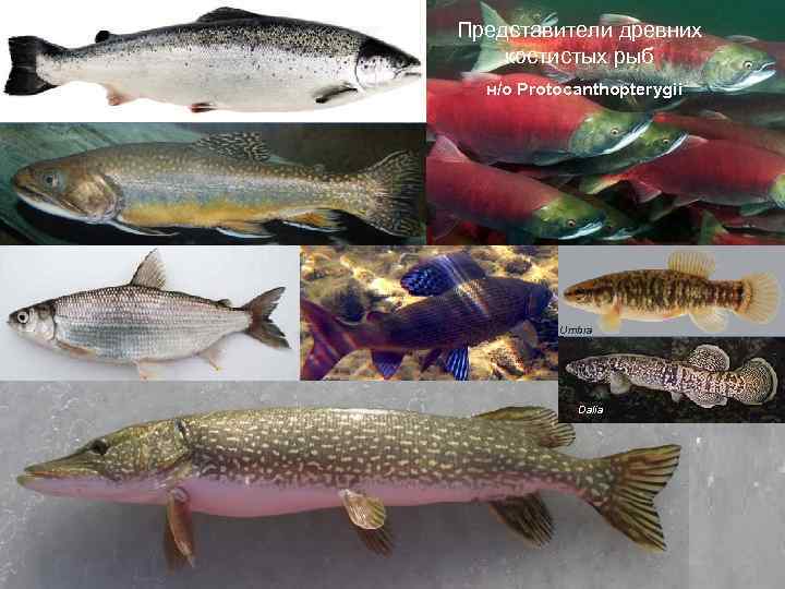 Представители древних костистых рыб н/о Protocanthopterygii Umbra Dalia 