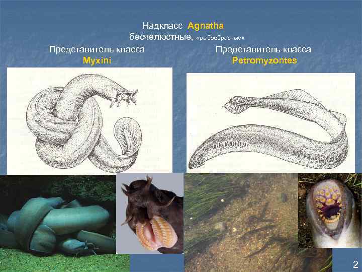 Надкласс Agnatha бесчелюстные, «рыбообразные» Представитель класса Myxini Petromyzontes 2 