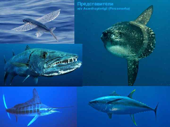 Представители н/о Acanthopterigii (Percomorha) 