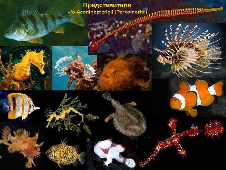 Представители н/о Acanthopterigii (Percomorha) 