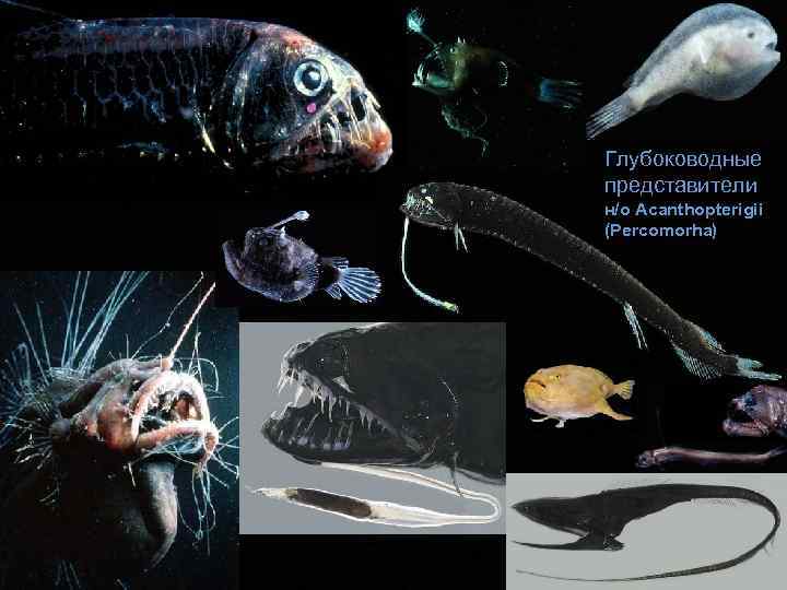 Глубоководные представители н/о Acanthopterigii (Percomorha) 