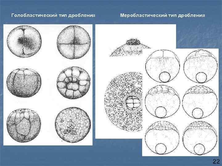 Полное дробление. Голобластическое и меробластическое дробление. Классификация дробления зиготы. МЕРОБЛАСТИЧЕСКИЙ Тип дробления. Неполное дискоидальное дробление.