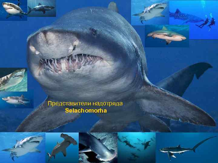 Представители надотряда Selachomorha 