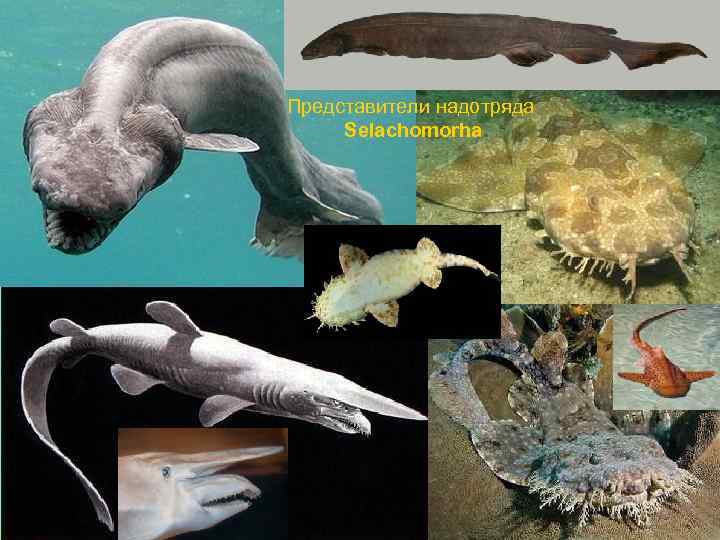 Представители надотряда Selachomorha 