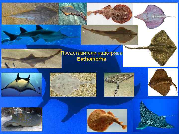 Представители надотряда Bathomorha 