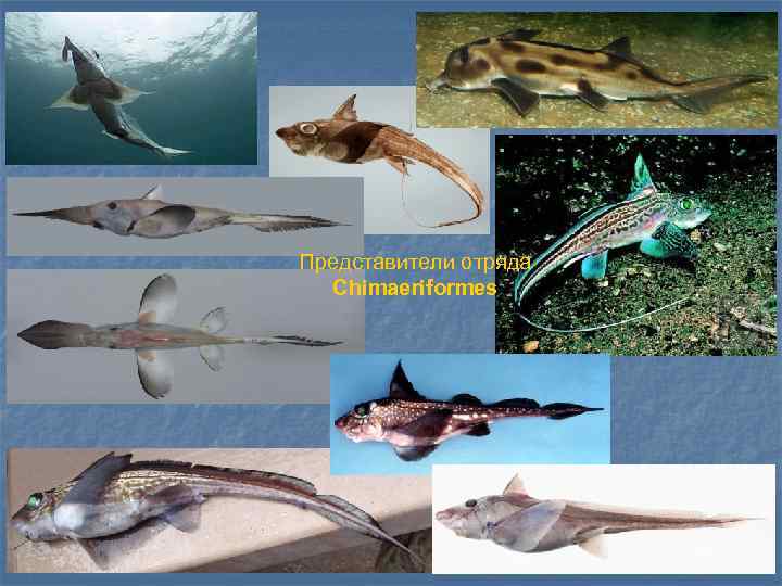 Представители отряда Chimaeriformes 