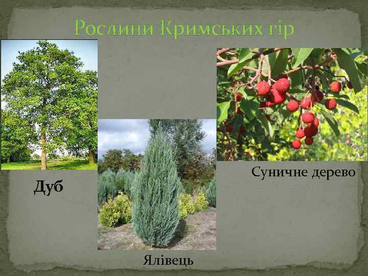 Рослини Кримських гір Суничне дерево Дуб Ялівець 