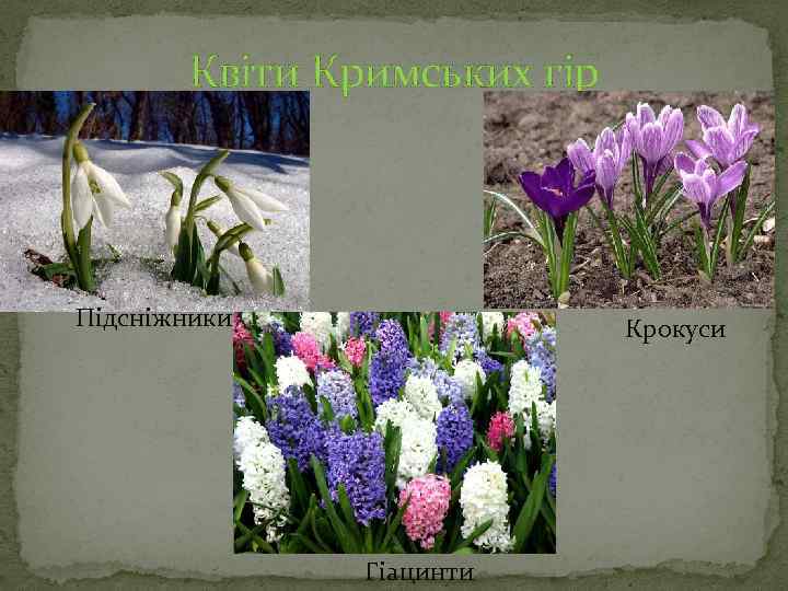 Квіти Кримських гір Підсніжники Крокуси Гіацинти 