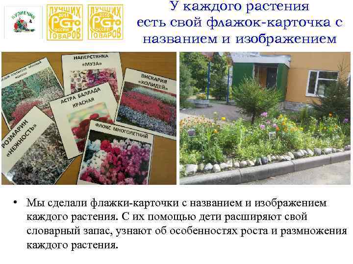 У каждого растения есть свой флажок-карточка с названием и изображением • Мы сделали флажки-карточки
