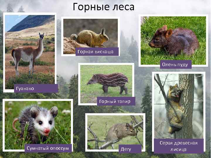 Горные леса Горная вискаша Олень пуду Гуанако Горный тапир Сумчатый опоссум Дегу Серая древесная