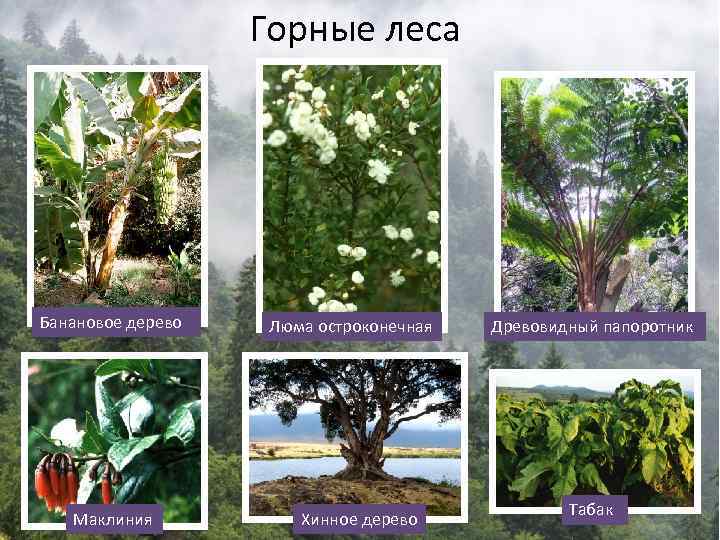 Горные леса Банановое дерево Маклиния Люма остроконечная Хинное дерево Древовидный папоротник Табак 