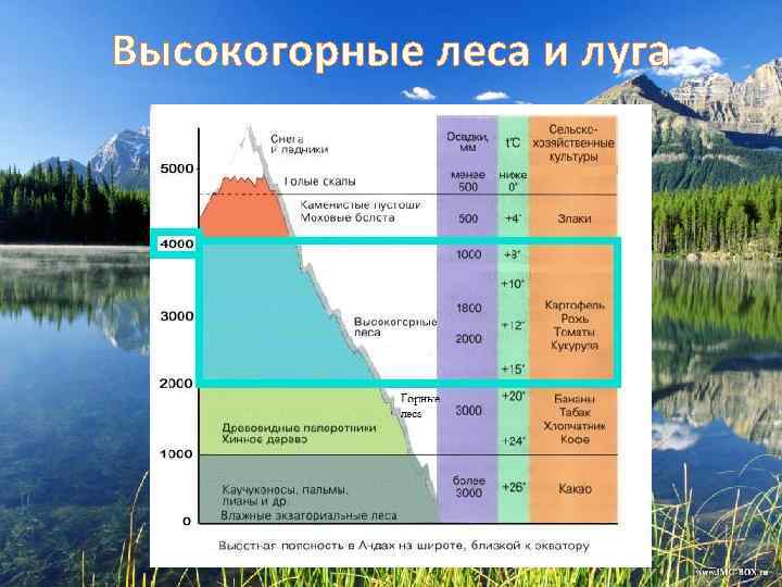 Высокогорные леса и луга 