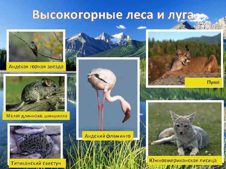 Высокогорные леса и луга Андская горная звезда Пума Малая длиннохв. шиншилла Андский фламинго Титиканский