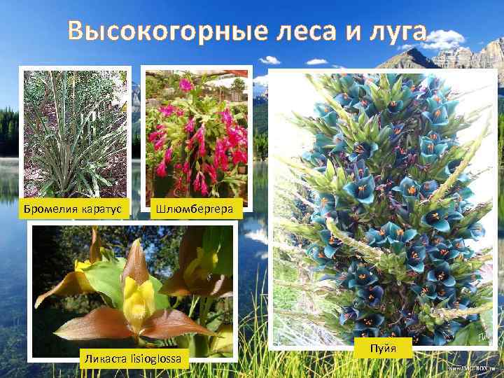 Высокогорные леса и луга Бромелия каратус Шлюмбергера Ликаста lisioglossa Пуйя 