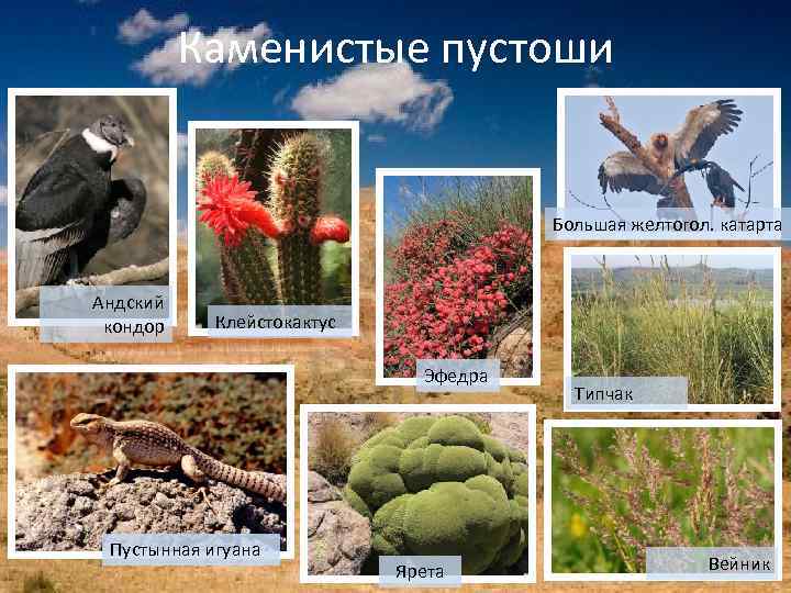 Каменистые пустоши Большая желтогол. катарта Андский кондор Клейстокактус Эфедра Пустынная игуана Ярета Типчак Вейник