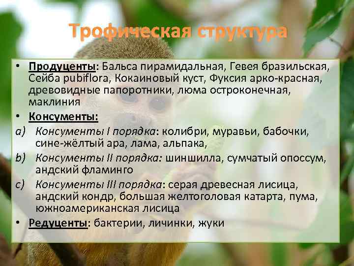 Трофическая структура • Продуценты: Бальса пирамидальная, Гевея бразильская, Сейба pubiflora, Кокаиновый куст, Фуксия арко-красная,