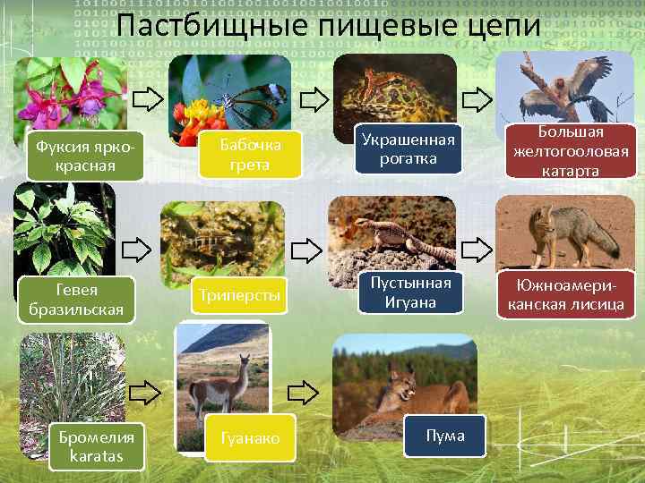 Пастбищные пищевые цепи Фуксия яркокрасная Гевея бразильская Бромелия karatas Бабочка грета Украшенная рогатка Большая