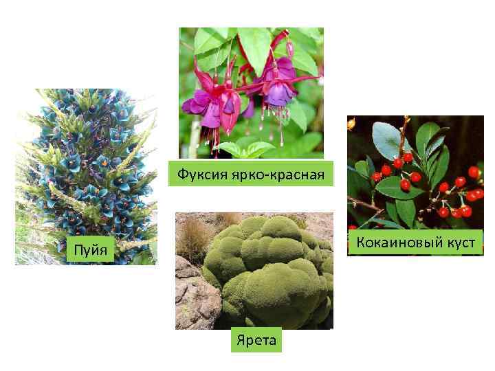 2 Фуксия ярко-красная Кокаиновый куст 3 1 Пуйя Ярета 4 