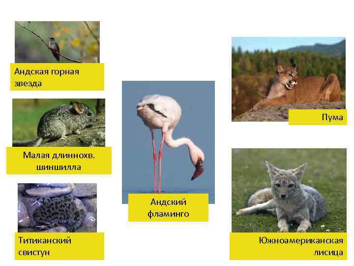 Андская горная 1 звезда Пума 5 Малая длиннохв. 2 шиншилла Андский 4 фламинго Титиканский