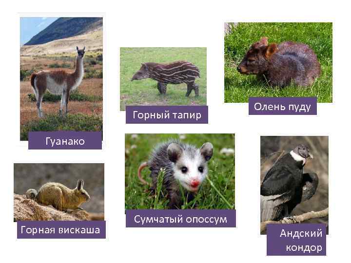 2 Горный тапир Олень пуду 3 1 Гуанако Горная 4 вискаша 5 Сумчатый опоссум