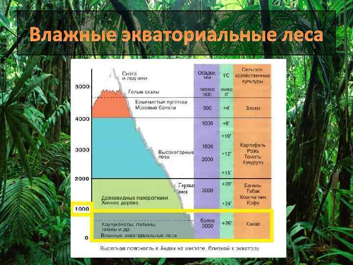 Влажные экваториальные леса 