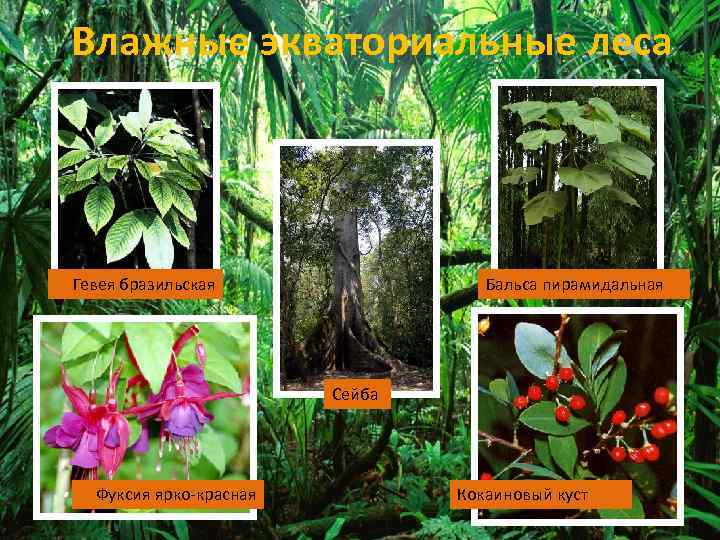 Влажные экваториальные леса Гевея бразильская Бальса пирамидальная Сейба Фуксия ярко-красная Кокаиновый куст 