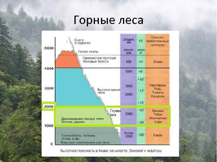Горные леса 