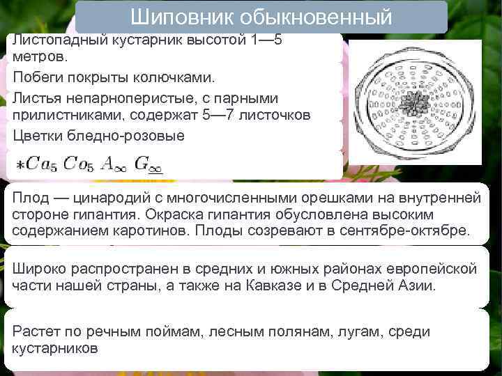 Сделайте описание шиповника майского по следующему плану