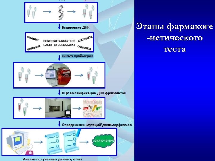 Этапы фармакоге -нетического теста 