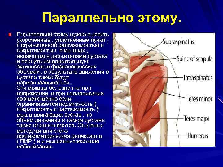 Параллельно этому. Параллельно этому нужно выявить укороченные , уплотнённые пучки , с ограниченной растяжимостью