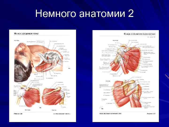 Немного анатомии 2 