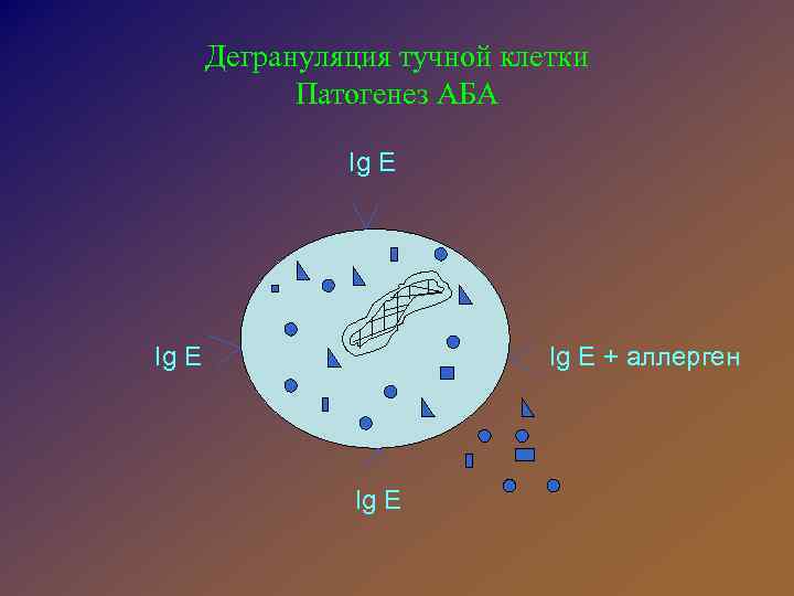 Дегрануляция тучной клетки Патогенез АБА Ig E + аллерген Ig E 