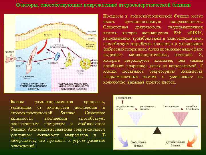Факторы, способствующие повреждению атеросклеротической бляшки Процессы в атеросклеротической бляшке могyт иметь противоположную направленность. Секреторная