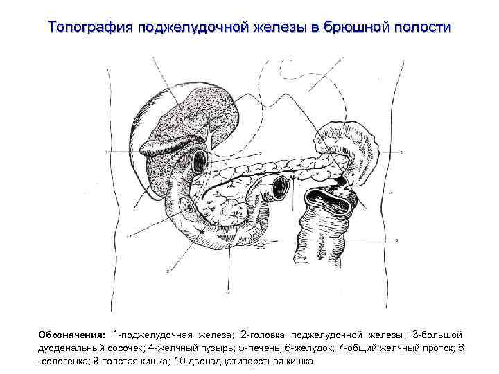 Топография поджелудочной железы в брюшной полости Обозначения: 1 -поджелудочная железа; 2 -головка поджелудочной железы;