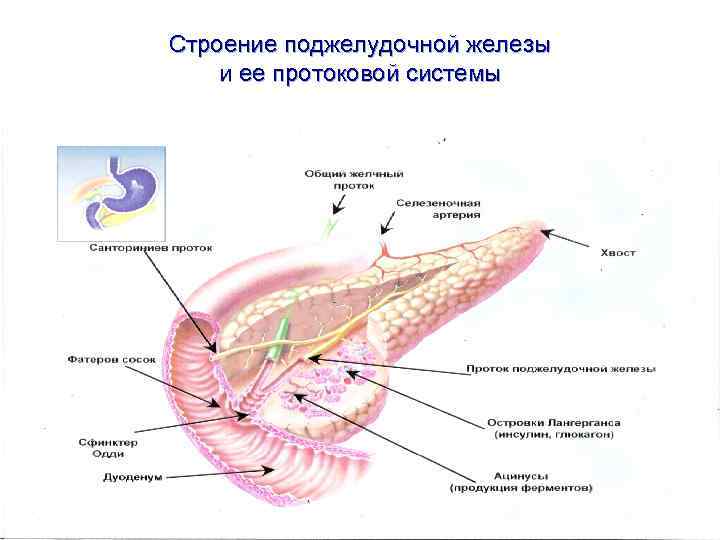 Строение поджелудочной железы и ее протоковой системы 